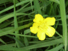 Most likely a Buttercup (Ranunculus bulbosus)