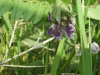 Possibly Tufted Vetch (Vicia cracca)