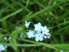 Forget-me-nots (Myosotis scorpioides)