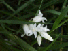 Albino Bluebells (Hycanthinoides non-scripta)