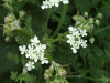 Cow Parsley (Anthriscus sylvestris)