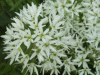 Ramsons (Allium ursinum)