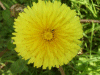 Dandelion (Taraxacum officinale)