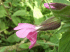 Red Campion (sileme dioica)