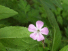 Herb-Robert (Geranium robertianum)