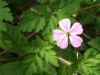 Herb-Robert (Geranium robertianum)