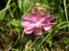 Red Campion (sileme dioica)