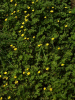 Buttercups (Ranunculus bulbosus)