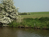 Heron and Hawthorn bush along the canal