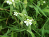 Stitchwort (Stellaria holostea)