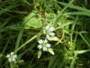 Stitchwort (Stellaria holostea)