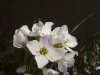 Cuckoo Flowers (Cardamine pratensis agg)