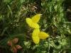 Common Bird's-foot trefoil (Lotus corniculatus)