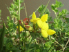 Common Bird's-foot trefoil (Lotus corniculatus)