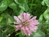 Red Clover (trefolium repens)