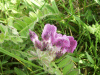 Possibly Common Vetch (Vicia sativa)