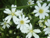Stitchwort (Stellaria holostea)