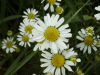 Scentless Mayweed (Matricaria perforata)