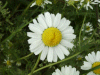 Scentless Mayweed (Matricaria perforata)
