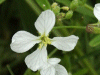 Wild Radish (Raphanus raphanistrum)