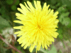 Dandelion (Taraxacum officinale)
