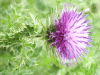 Welted Thistle (Carduus acanthoides)