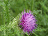 Welted Thistle (Carduus acanthoides)