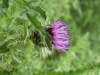 Welted Thistle (Carduus acanthoides)