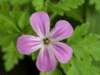 Herb-Robert (Geranium robertianum)