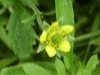 Wood Aven/Herb Bennet (Geum urbanum)