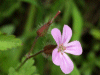 Herb-Robert (Geranium robertianum)