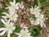 Hogweed (Heracleum sphondylium)