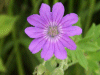 Dovesfoot Cranesbill (Geranium molle)