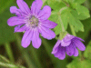 Dovesfoot Cranesbill (Geranium molle)