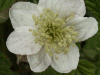 Bramble/Blackberry flower (Rubus fruticosus agg)