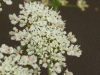 Hemlock (Conium maculatum)