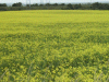 Field of Rape Seed Flowers (Brassica napus)
