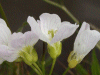 Cuckoo Flowers (Cardamine pratensis agg)