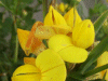 Common Bird's-foot trefoil (Lotus corniculatus)