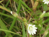 Chickweed Wintergreen (Trientalis europaea)