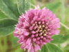 Red Clover (trefolium repens)