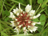 White Clover/Dutch Clover (Trifolium repens)