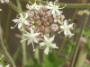Budding Hogweed (Heracleum sphondylium)