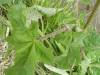 Budding Hogweed (Heracleum sphondylium)
