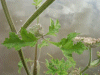 Budding Hogweed (Heracleum sphondylium)