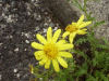 Alpine Ragwort (Senecio squalidus)