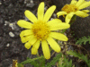 Alpine Ragwort (Senecio squalidus)