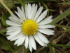 Daisy (Bellis perennis)