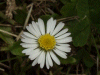 Daisy (Bellis perennis)