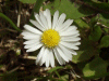 Daisy (Bellis perennis)